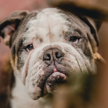 Procedimiento Informado por Fiscalía de Ñuñoa para reconocimiento de perros de criadero ilegal.
