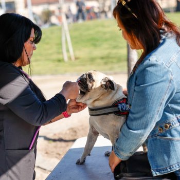Revisa las fechas de los operativos veterinarios gratuitos durante octubre