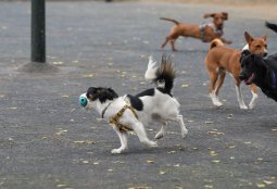 Avanza zona canina natural en la Plaza Río de Janeiro