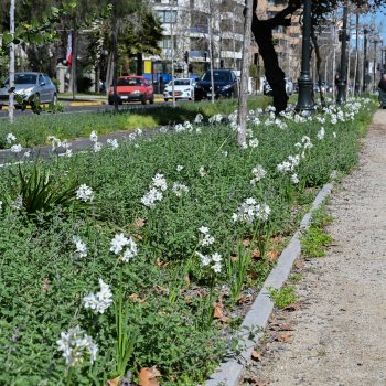 Este 2026 construiremos 10 mil M2 de Jardines Sustentables