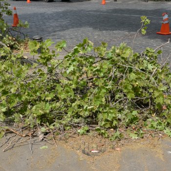 Podas y ramas de Providencia se convierten en compost para áreas verdes